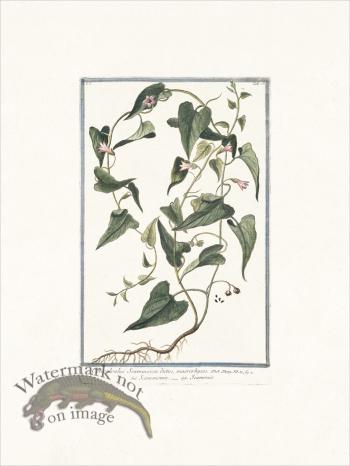 Bonelli 018 macrorhyzos